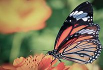 服务器攻击软件