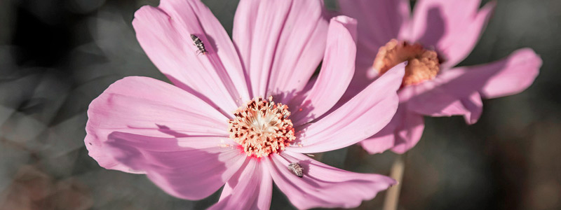 ddos攻击ip软件下载